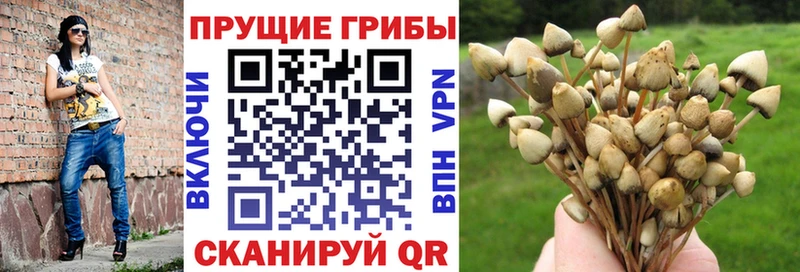 hydra ссылки  Светлогорск  Псилоцибиновые грибы ЛСД 